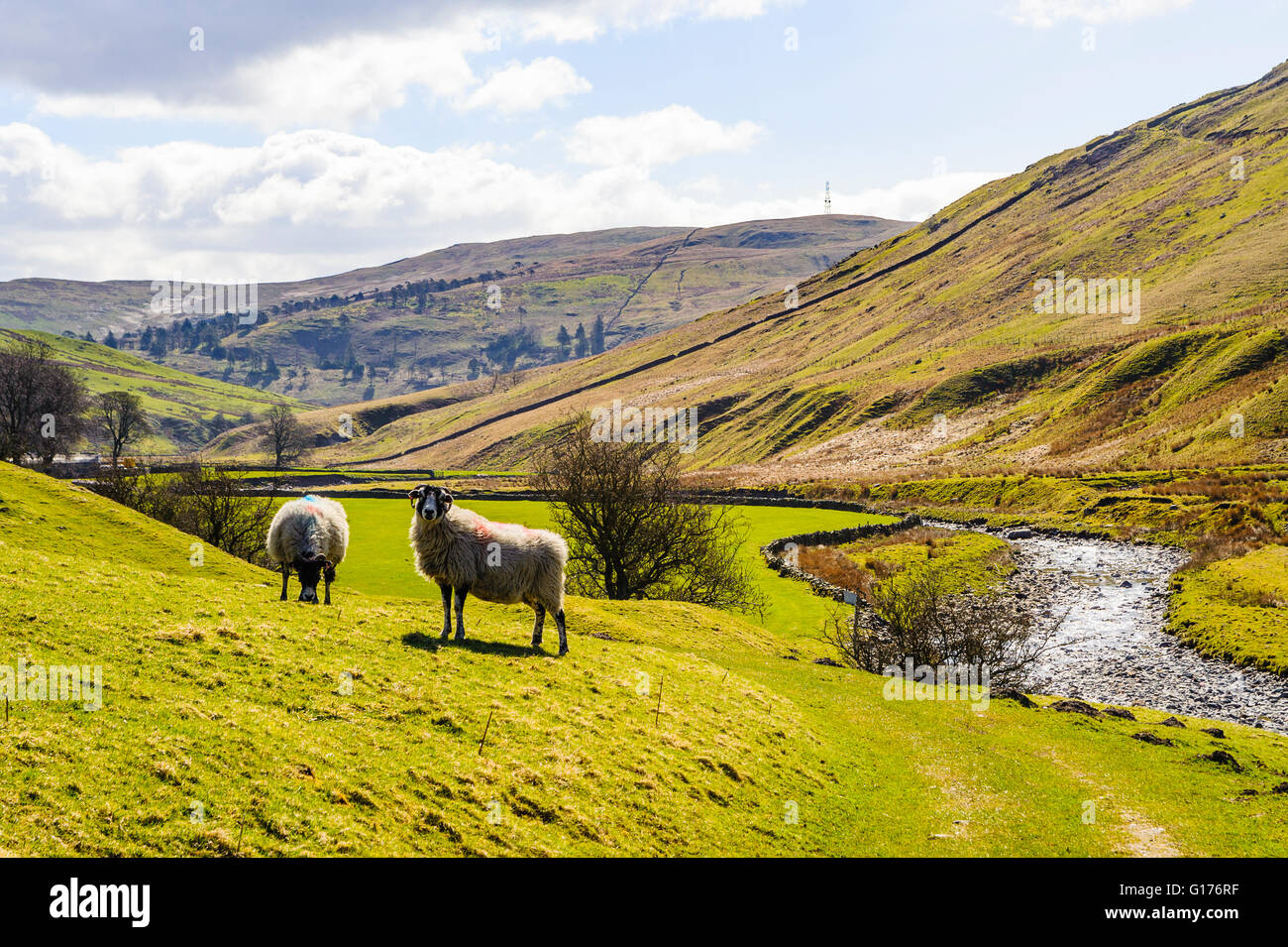 Gli ovini di Borrowdale (talvolta chiamato "la Westmorland Borrowdale') nella parte orientale di Lake District Foto Stock