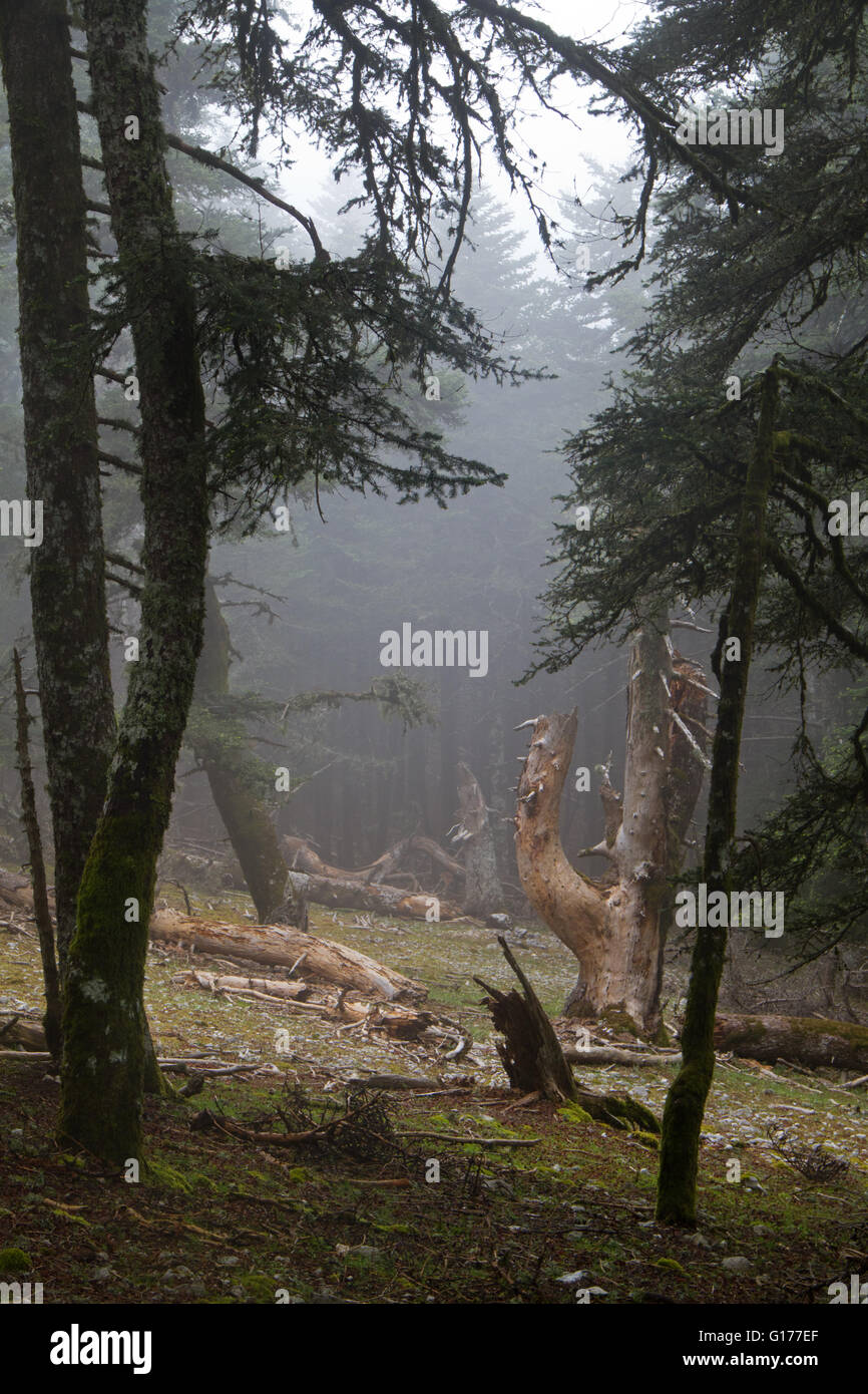 Il Greco antico firs (Abies cephalonica) in una nebbiosa foresta del parco nazionale di Ainos sul Greco isola del Mar Ionio Cefalonia Foto Stock