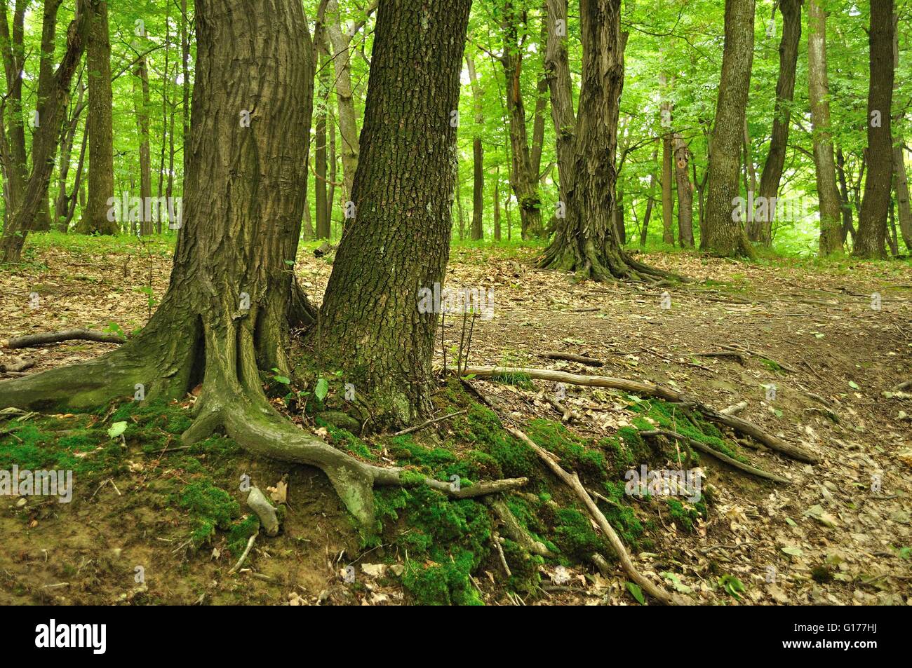 Due vecchi alberi con radice nel verde della foresta Foto Stock