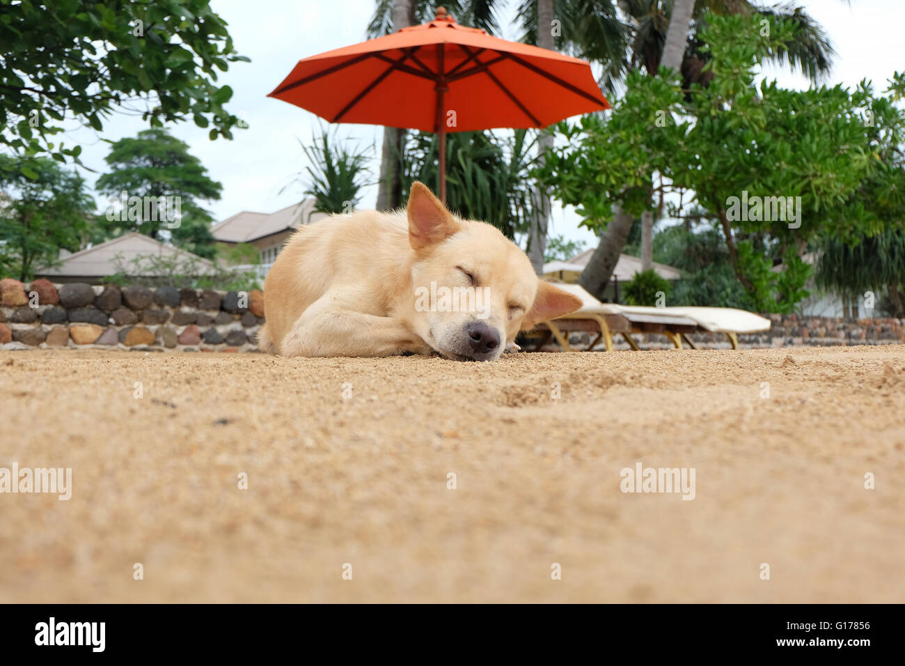 Lazy Dog rilassante e dormire sulla spiaggia di sabbia Foto Stock