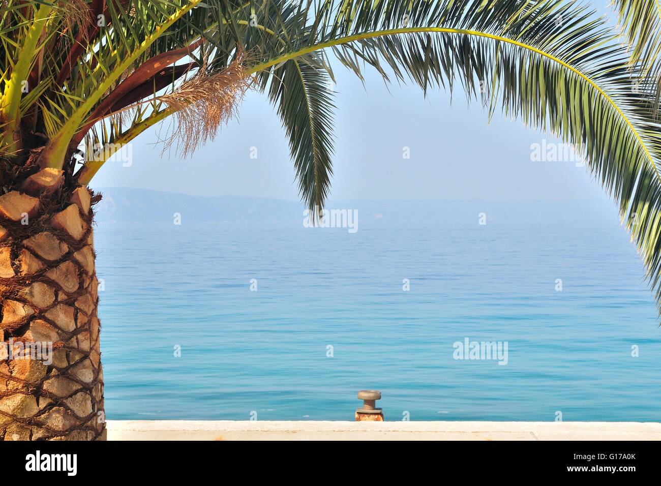 Palm Tree sul lato sinistro dell'immagine con il mare sullo sfondo Foto Stock