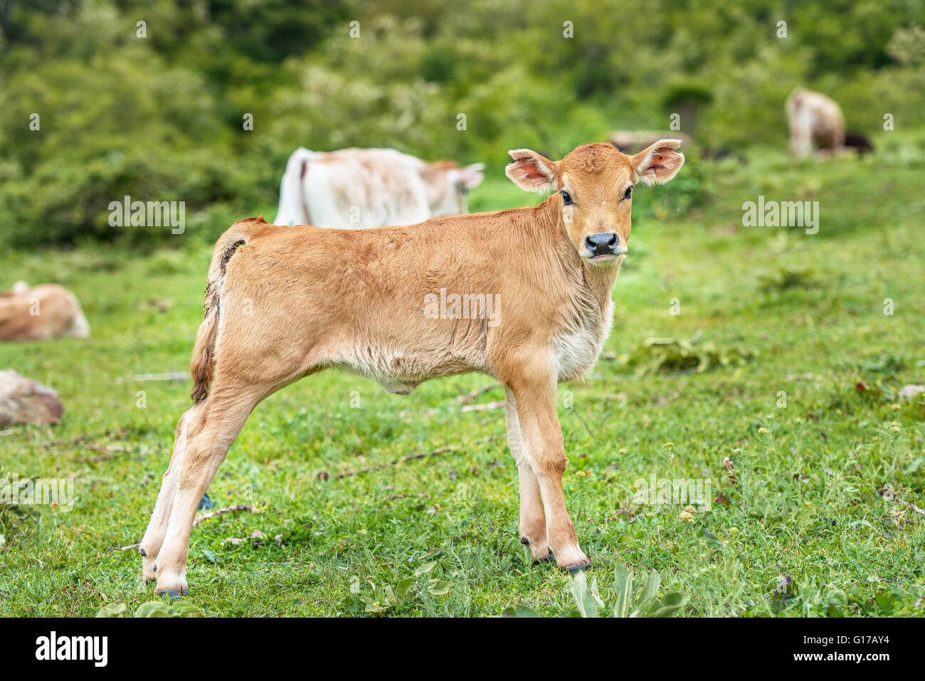 Splendido piccolo vitello in erba verde. Foto Stock