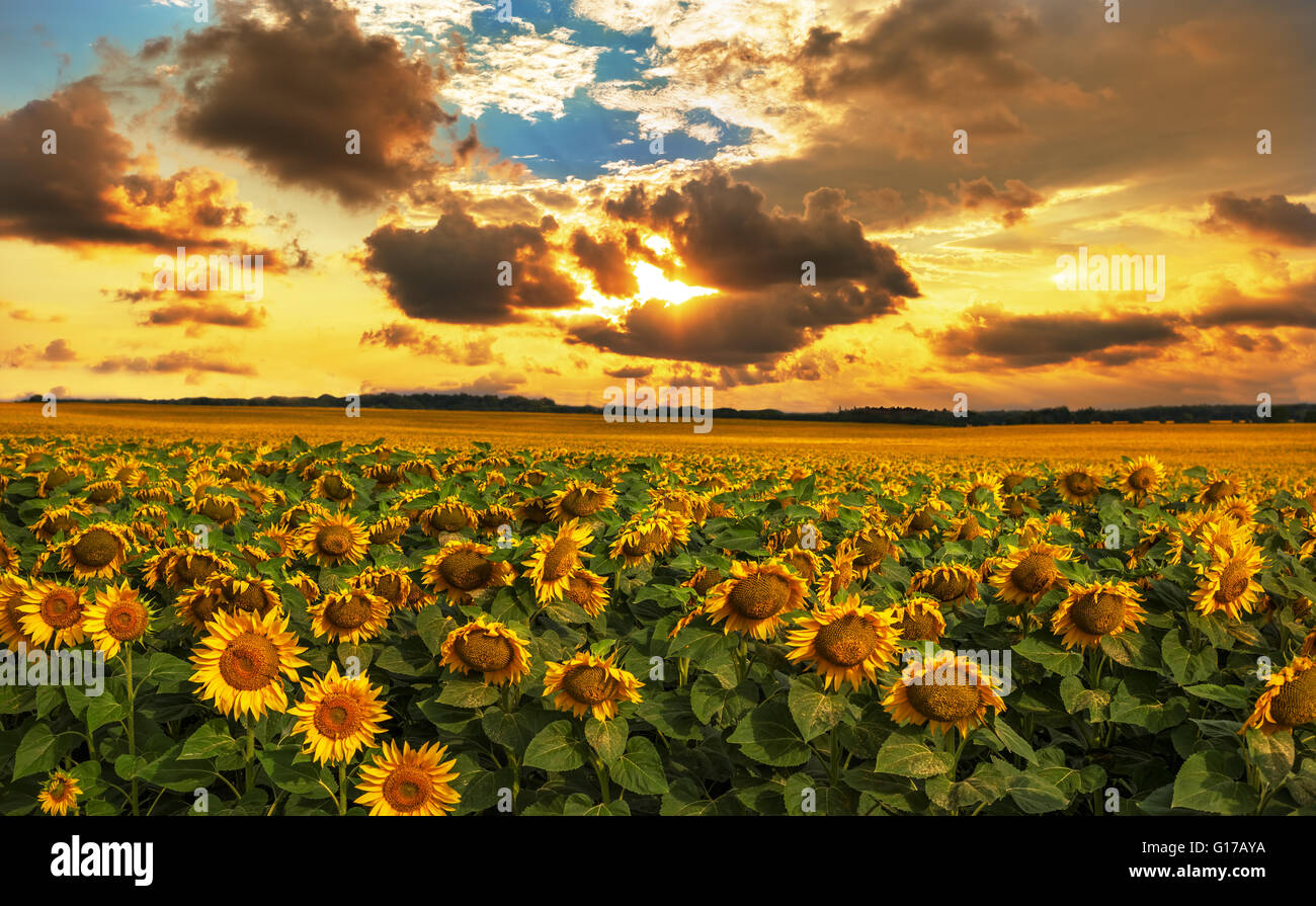 Campo di girasoli in fiore sullo sfondo un tramonto. Foto Stock