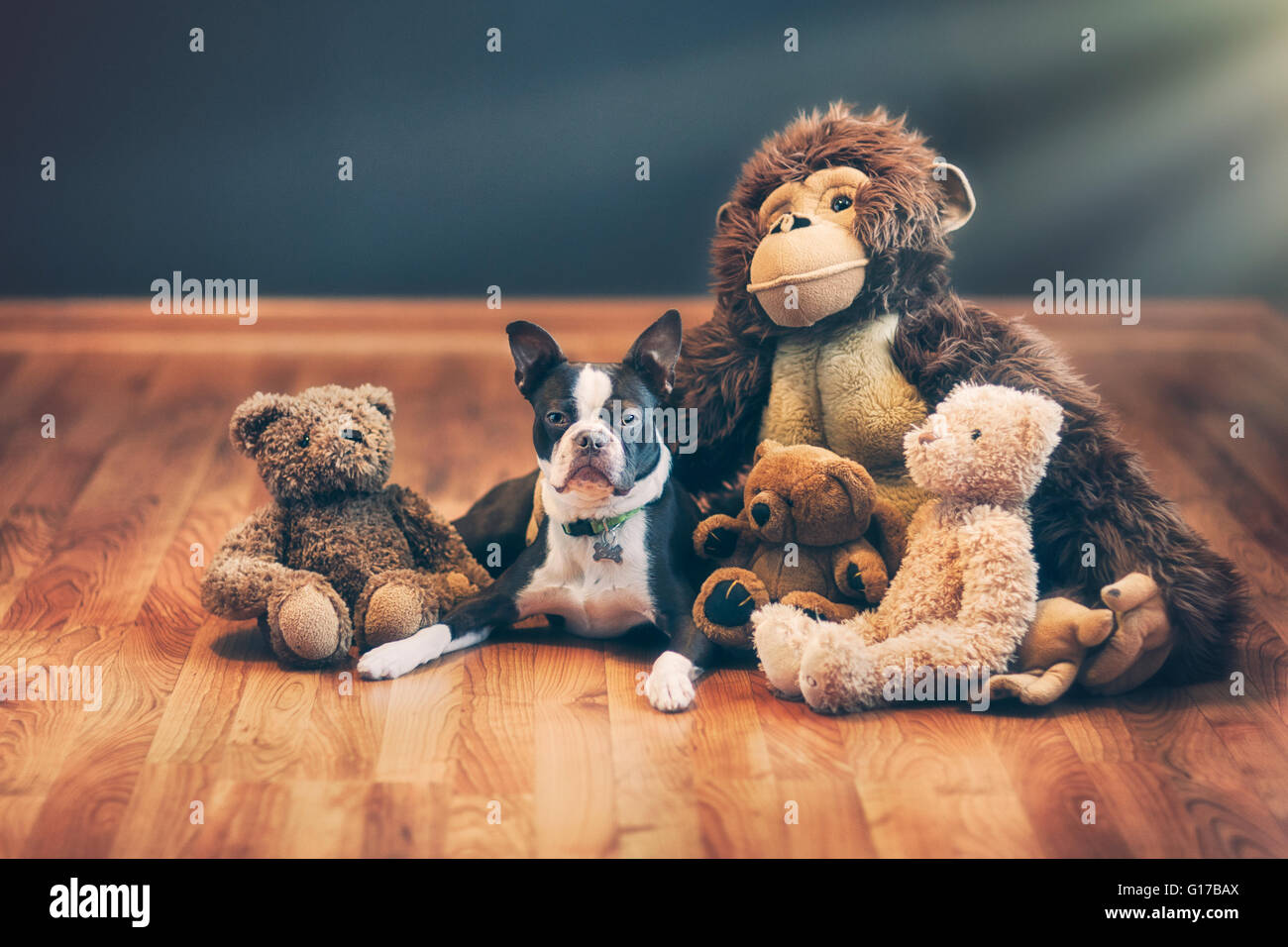 Boston Terrier cucciolo tra i giocattoli imbottiti su pavimento in legno Foto Stock