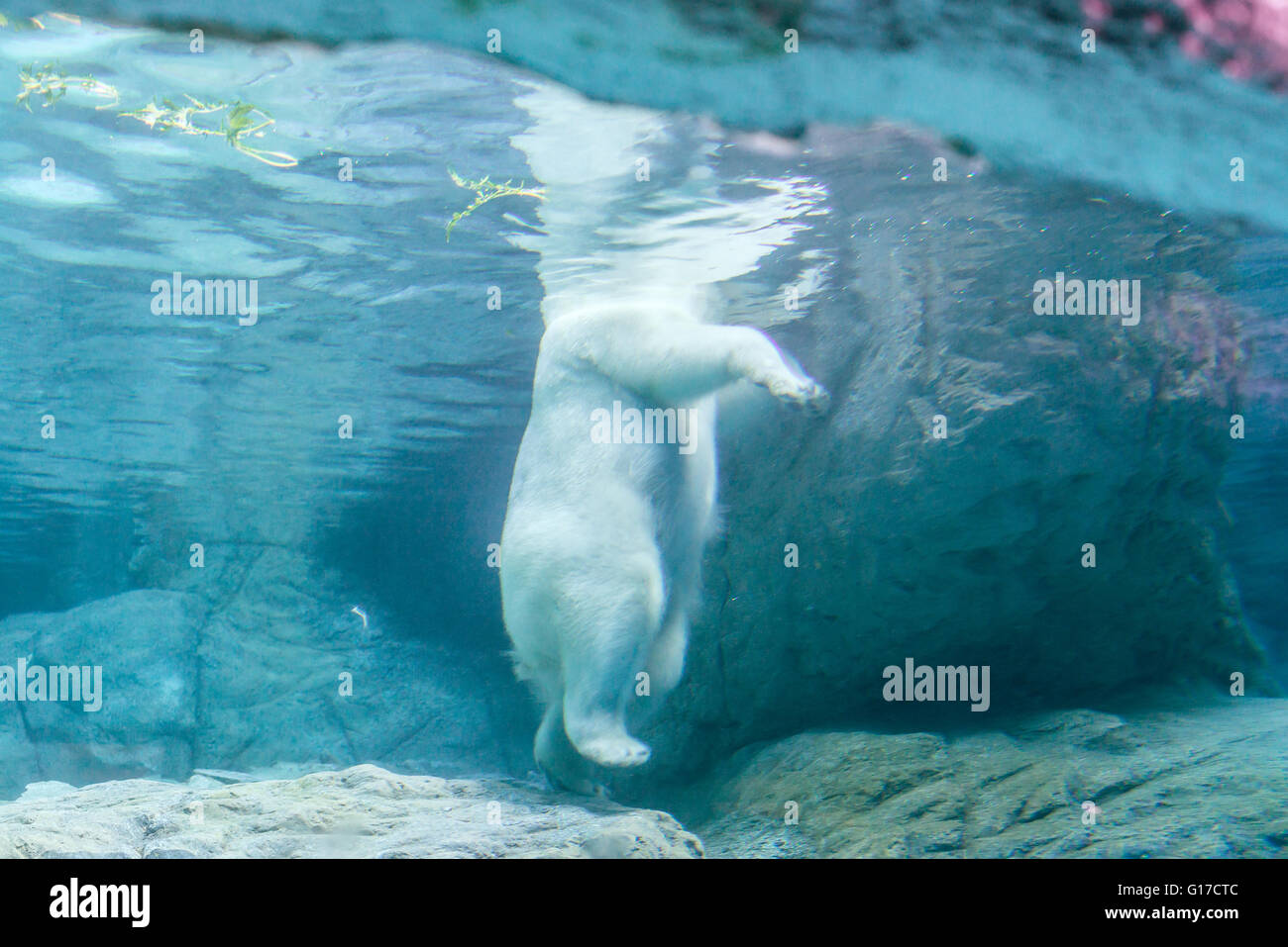 Sao Paulo, Brasile, Jan 16, 2016: orso polare (noto anche come Thalarctos Maritimus o Ursus maritimus) nuotare sotto l'acqua. Foto Stock