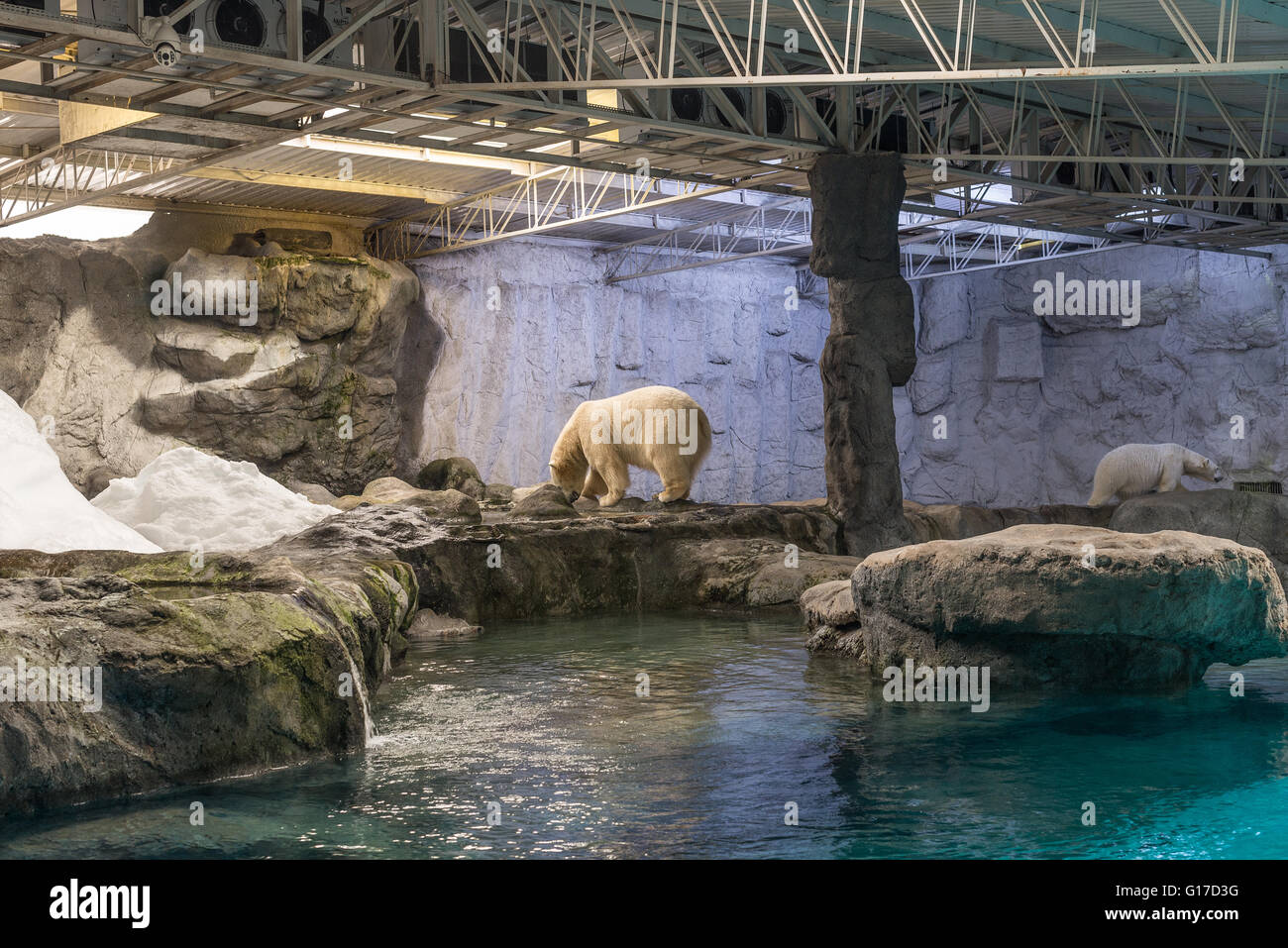 Sao Paulo, Brasile, Jan 16, 2016: paio di Orso Polare (noto anche come Thalarctos Maritimus o Ursus maritimus) appoggiato su ghiaccio Foto Stock