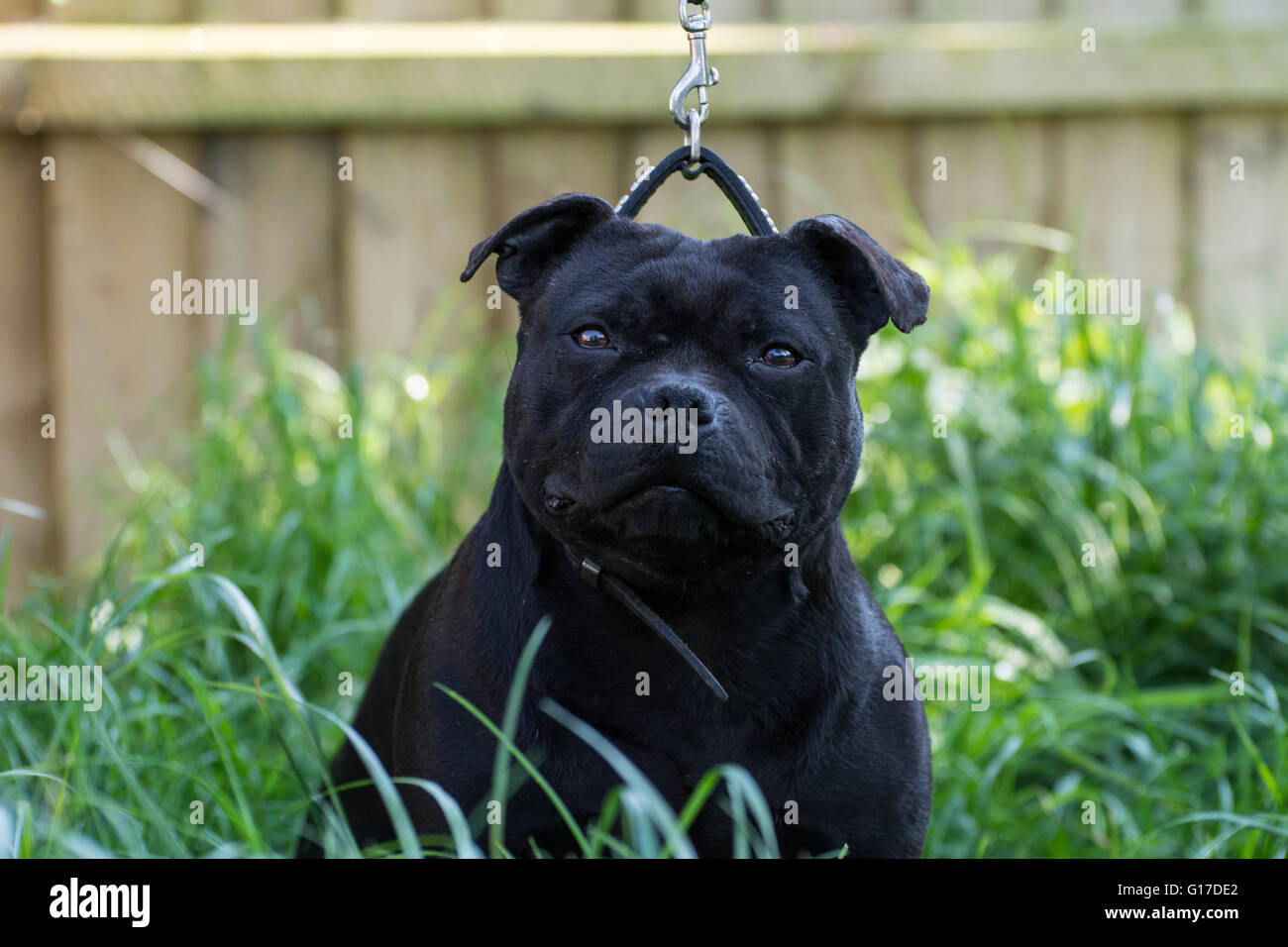 Una Staffordshire Bull Terrier in uno spettacolo che pongono. Foto Stock