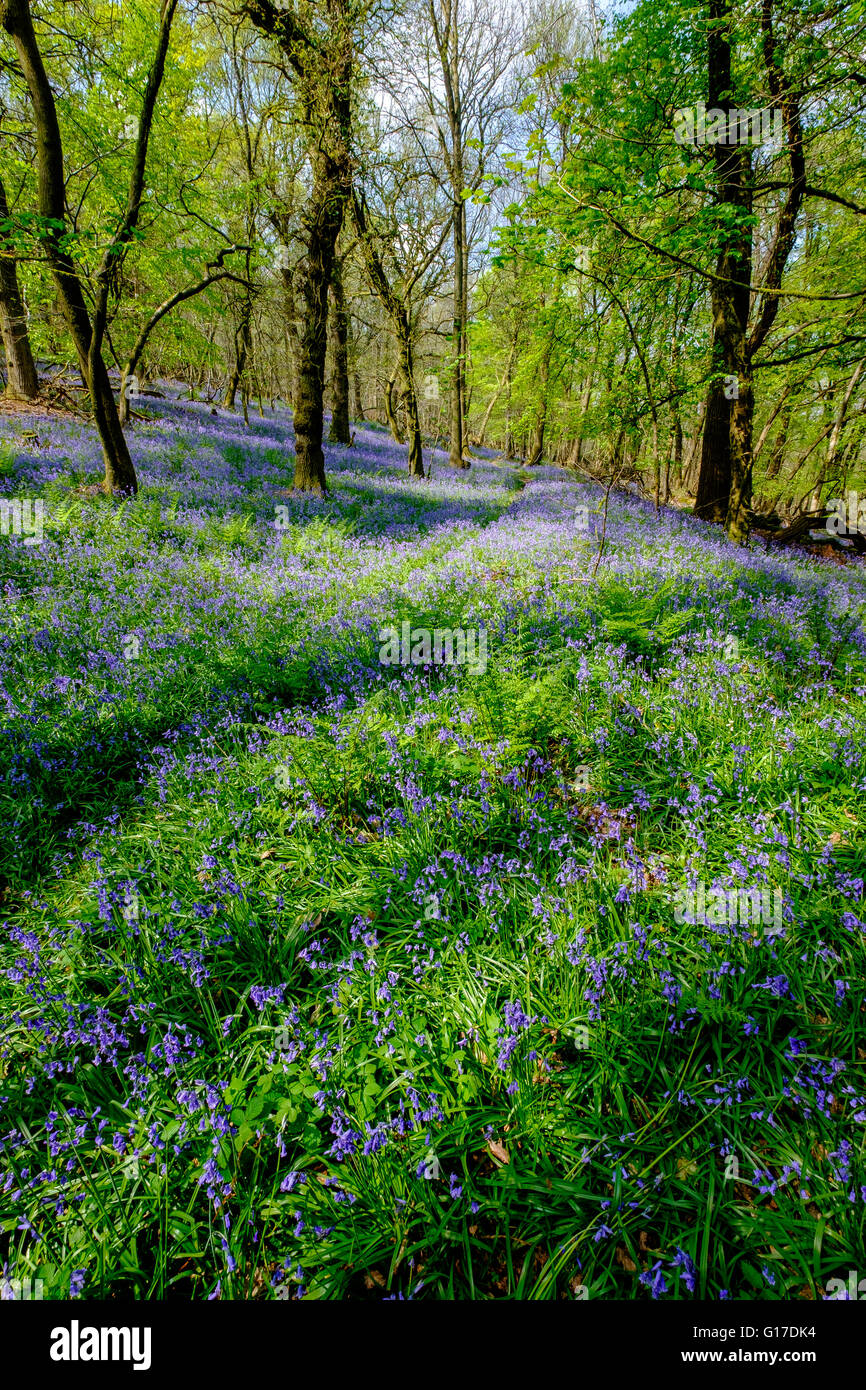 Fasce di bluebells inglese 'hyacinthoides non scripta" crescente nella Foresta di Dean sopra Blakeney England Gloucestershire REGNO UNITO Foto Stock