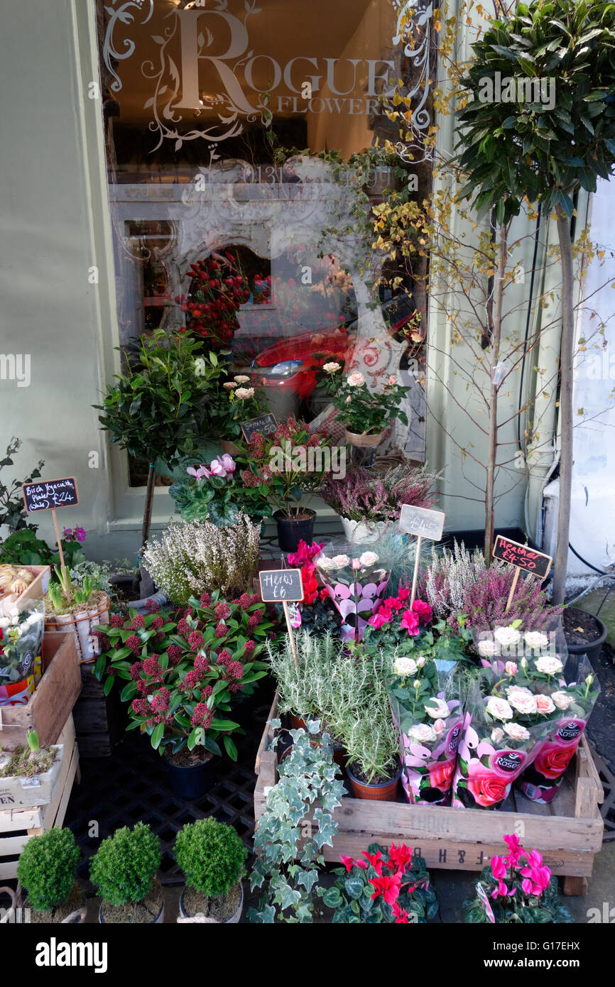 Le piante al di fuori di un negozio di fiori nel West End di Edinburgo Foto Stock