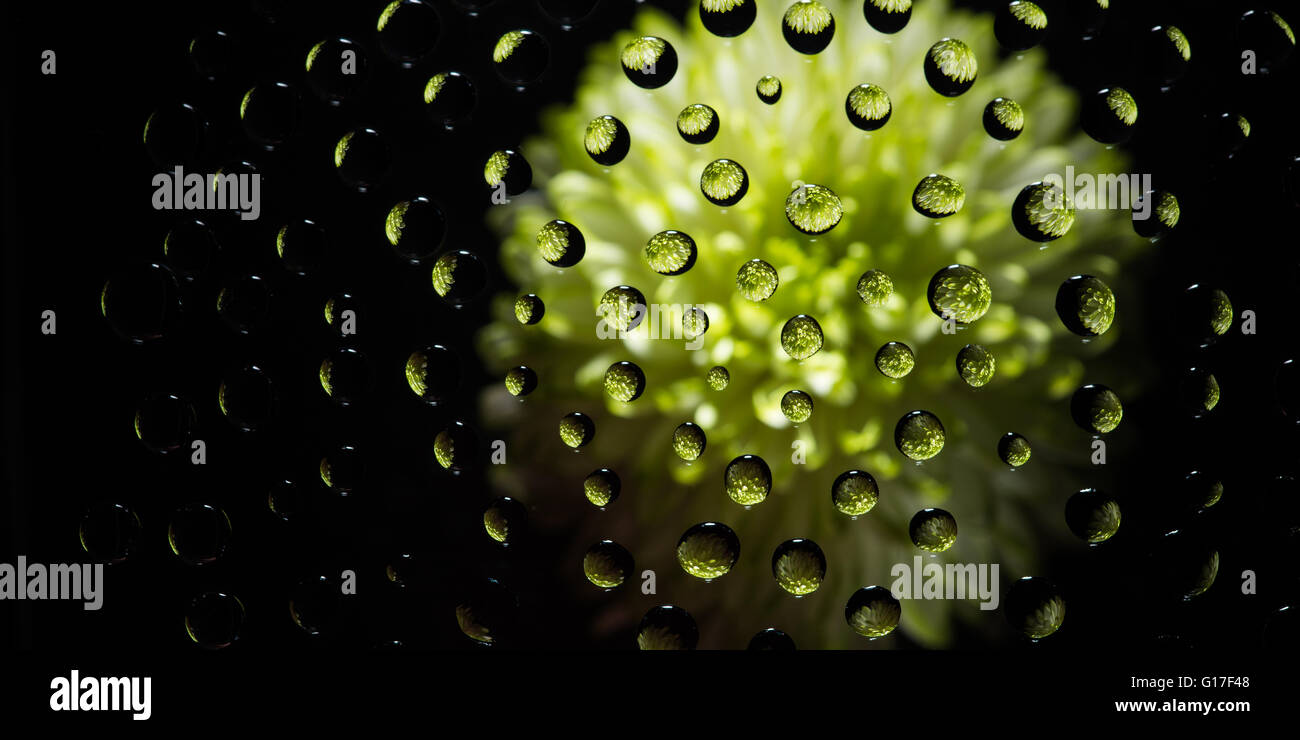 Gocce d'acqua riflettere sul verde fiore Foto Stock