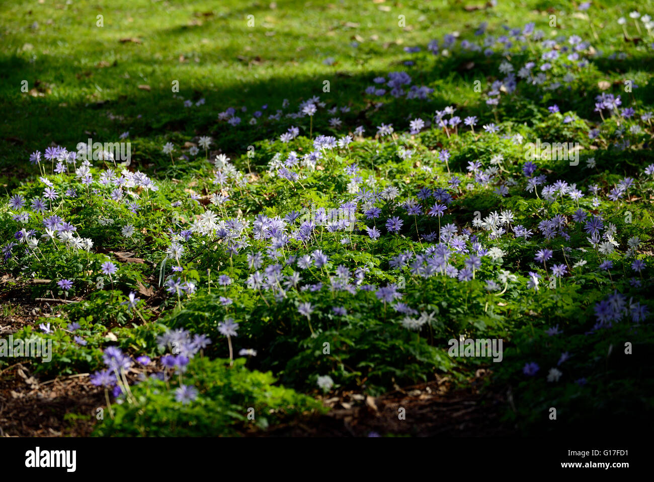 Anemone nemorosa , viola prato tappeto di fiori fiori di primavera fioriscono blossom garden giardinaggio floreale RM Foto Stock