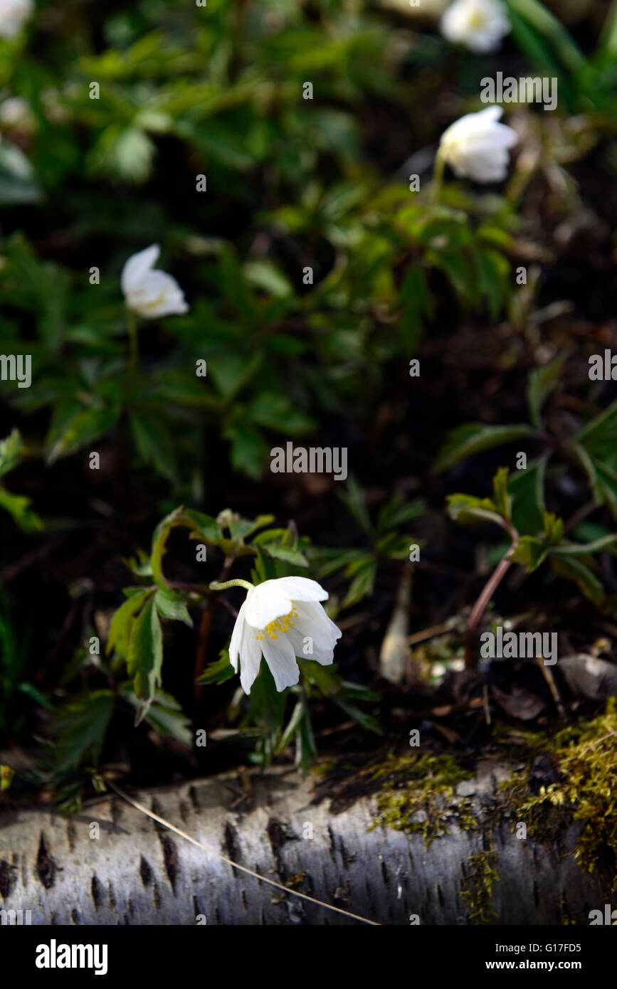 Anemone nemorosa , alba fiore bianco fiori primavera fioriscono blossom garden giardinaggio floreale RM Foto Stock