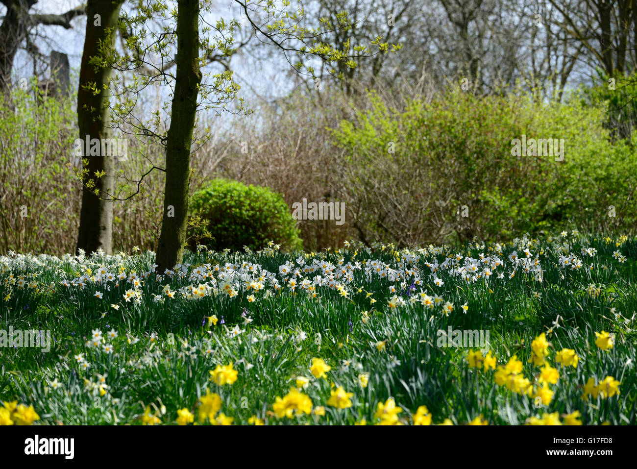 Bianco Giallo narcisi narcissus naturalise naturalising naturalizzato prato fiore di primavera i fiori sbocciano fiori floreali RM Foto Stock