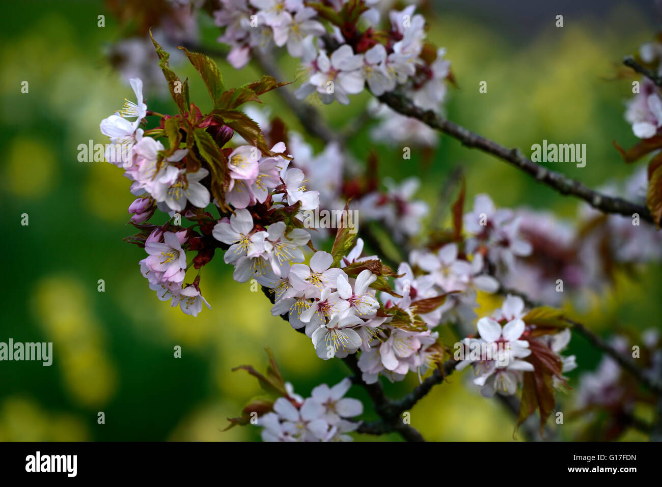Prunus sargentii Prunus serrulata cerasus sachalinensis Sargent ciliegia giapponese settentrionale Hill Cherry fiori di primavera fiorisce Foto Stock
