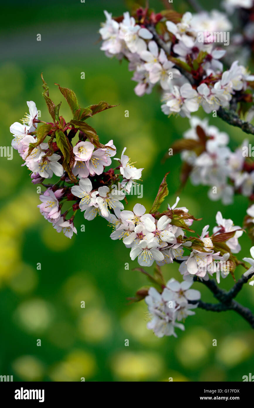 Prunus sargentii Prunus serrulata cerasus sachalinensis Sargent ciliegia giapponese settentrionale Hill Cherry fiori di primavera fiorisce Foto Stock