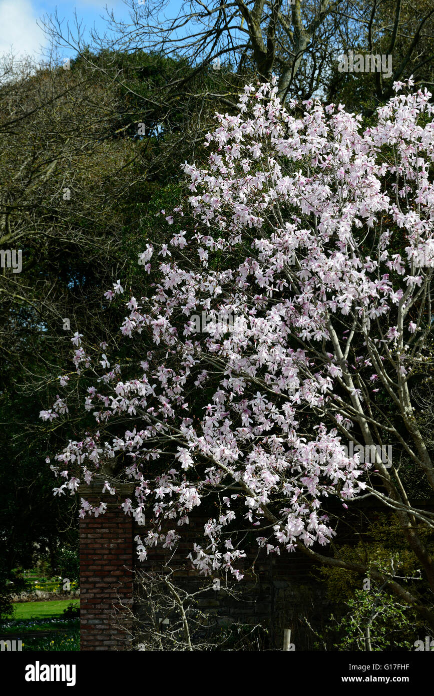 Magnolia dawsoniana fiore fiori fiori fiori giardino decidui magnolie profumo di rosa profumati alberi di albero di primavera floreale RM Foto Stock