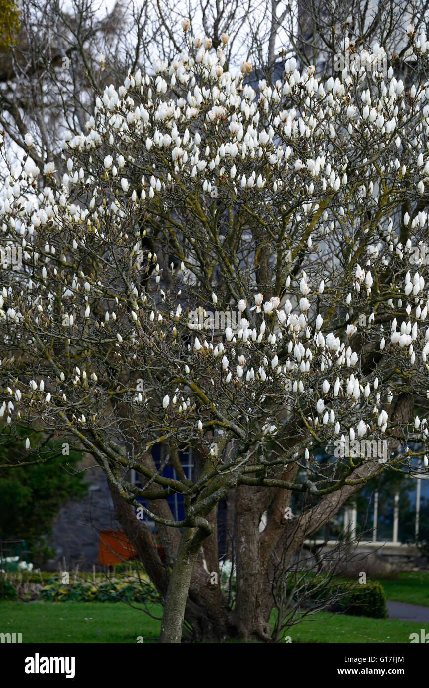 X Magnolia soulangeana speciosa piattino magnolia fiori bianchi fioritura deciduo bloom blossom blue sky molla floreale RM Foto Stock