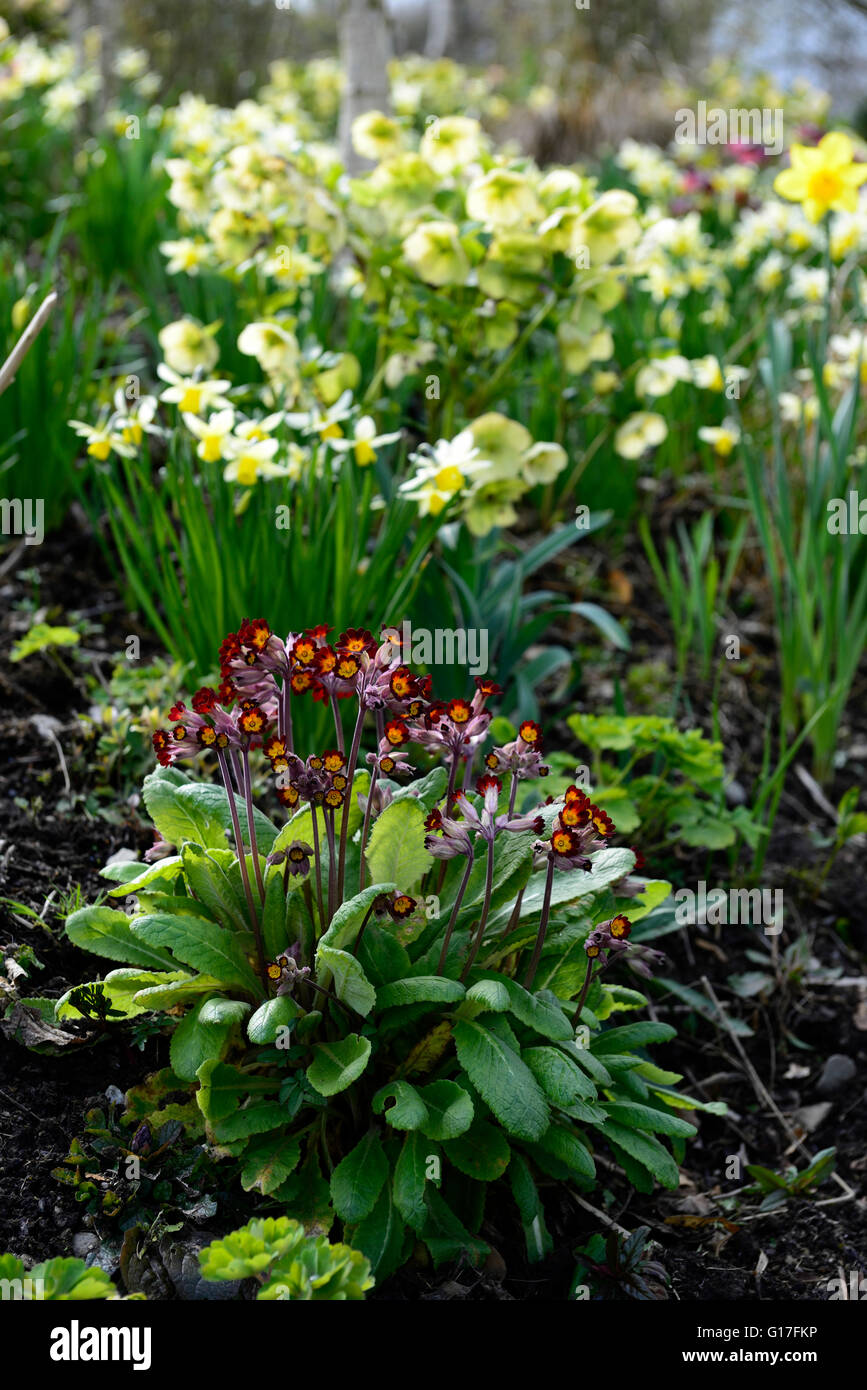 Primula elatior rosso veratro daffodil mix piantando mescolato fiore di primavera i fiori sbocciano fiori narcisi hellebores floreale RM Foto Stock