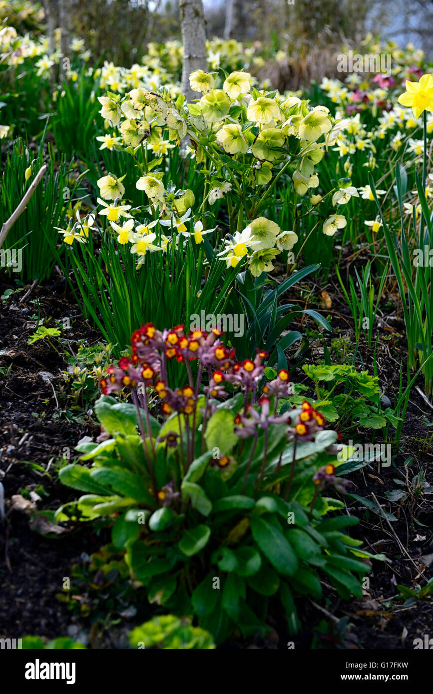 Primula elatior rosso veratro daffodil mix piantando mescolato fiore di primavera i fiori sbocciano fiori narcisi hellebores floreale RM Foto Stock