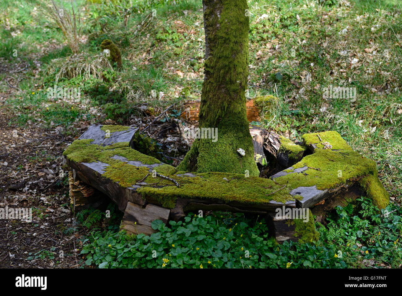 Vecchio rustico coperte di muschio sede intorno al tronco di albero giardino giardinaggio includono sede RM Floral Foto Stock