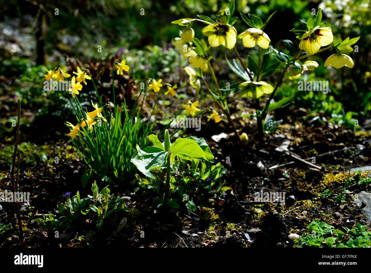Retroilluminato veratro trillium giunchiglie fiore di primavera i fiori sbocciano i fiori sbocciano misti letto di confine combinazione floreale RM Foto Stock