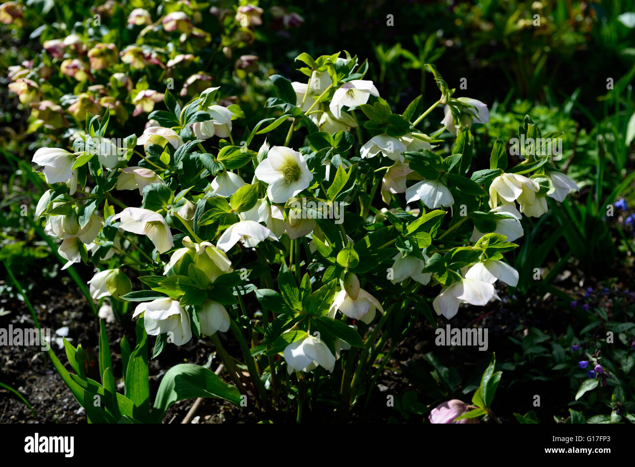 L'elleboro bianco neve helleborus snow bunting fiore fiori fioritura molla bloom cumulo di foglie verdi floreale RM Foto Stock