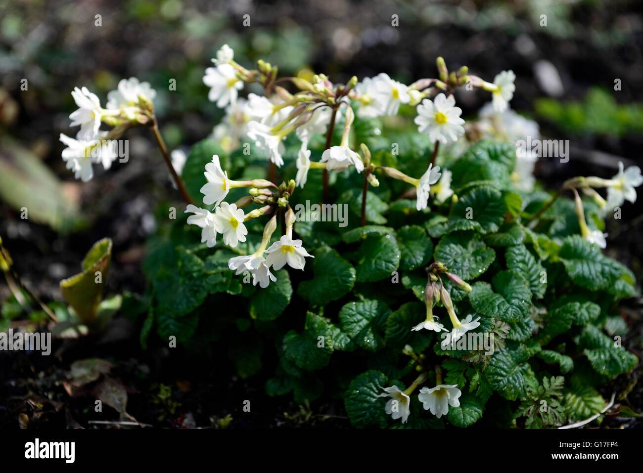 Primula Schneekissen neve bianco tappeto primula fiore fiori fioritura molla bloom cumulo di foglie verdi floreale RM Foto Stock