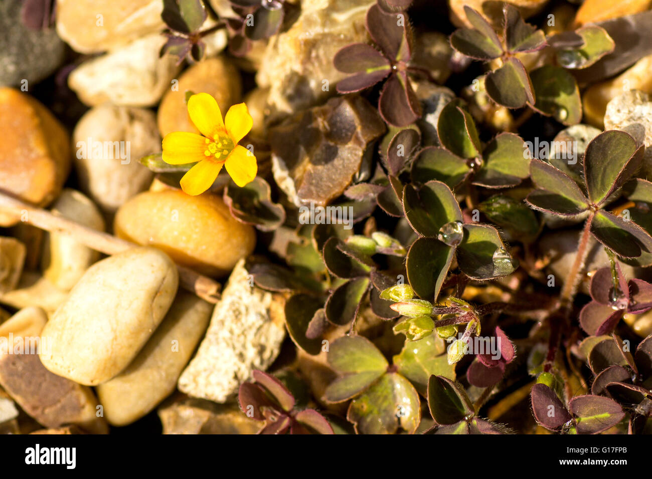 Piccolo giallo Oxalis fiore Foto Stock