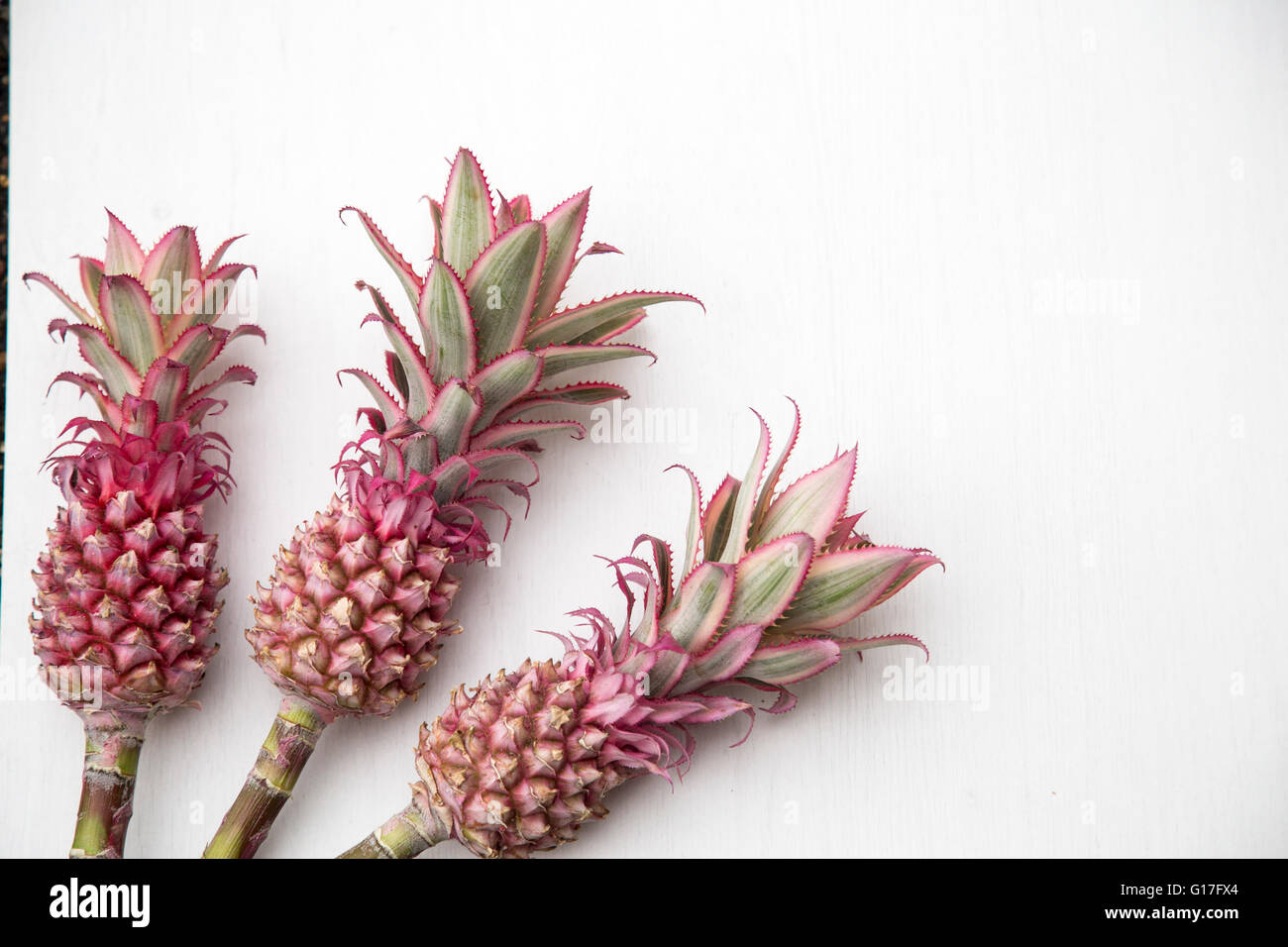 Mini rosa di ananas Foto Stock