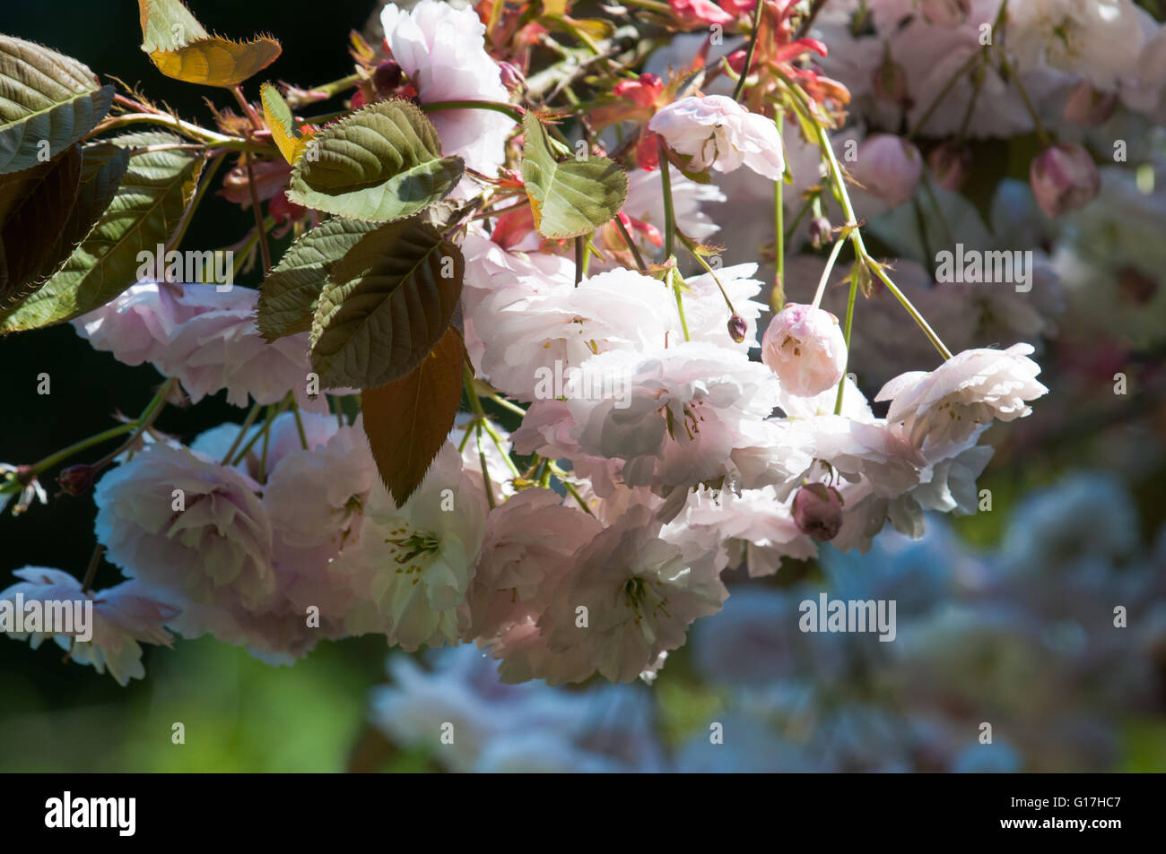 Luce naturale del sole che splende su luce di petali di rosa Foto Stock