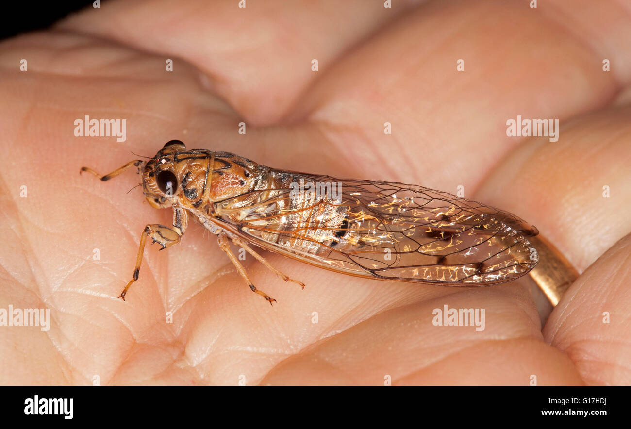Australian insetto, cicala con occhi enormi e delicato lacy ali sulla persona della mano , innocuo selvatici nel giardino / cortile Foto Stock