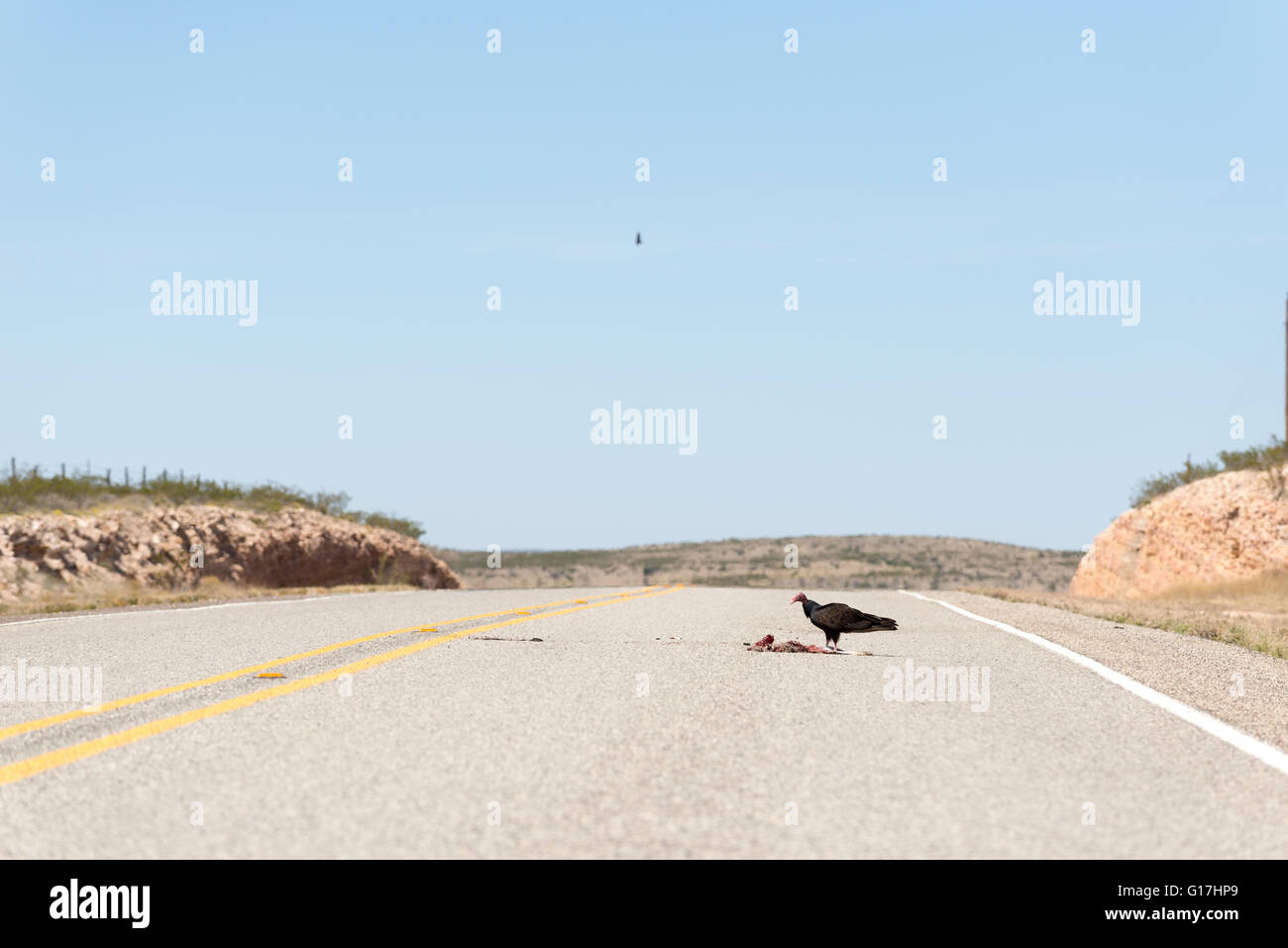 La Turchia vulture mangiare un rabit roadkill sul West Texas highway. Foto Stock