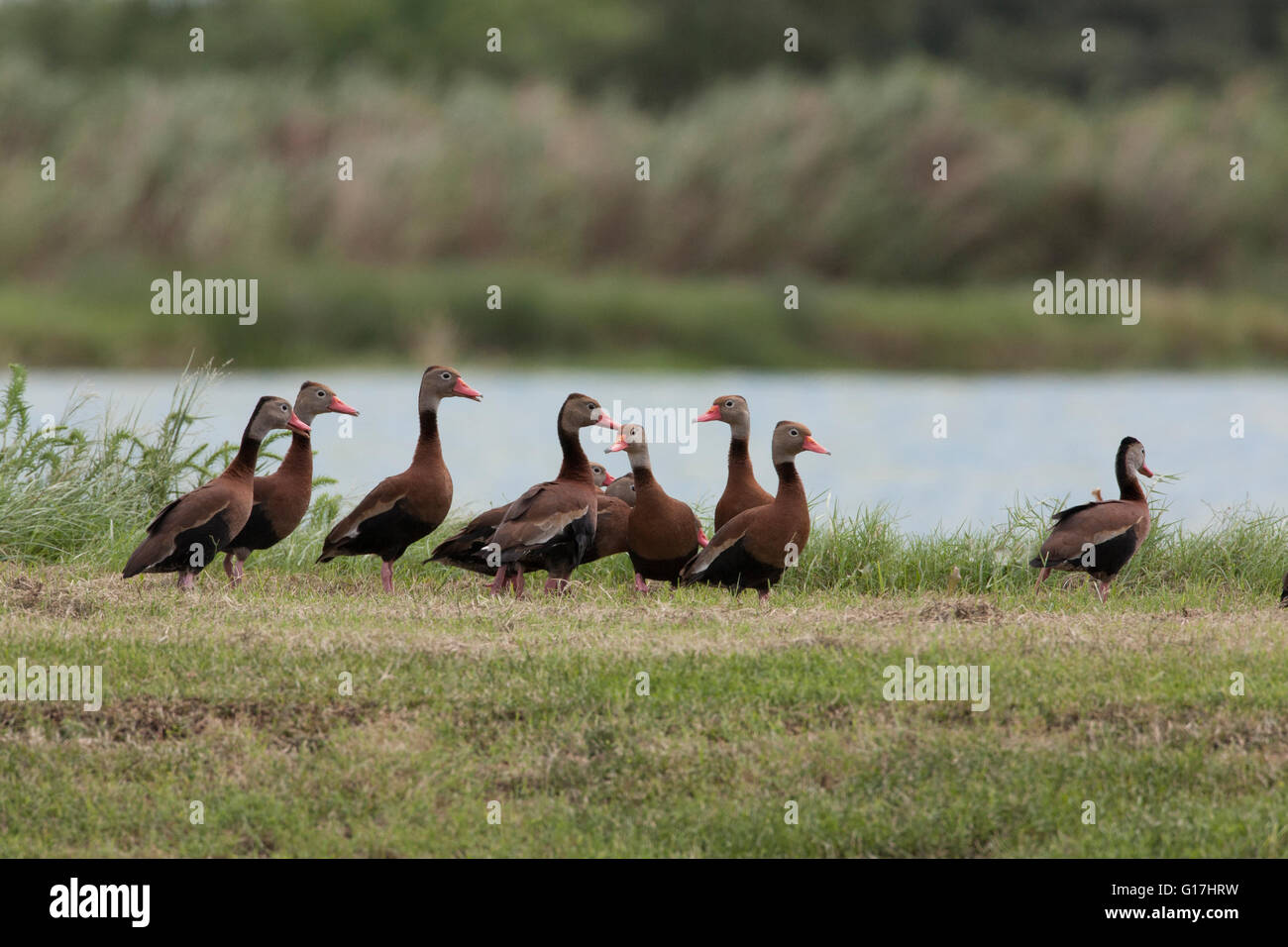 Rospo sibilo-anatre (Dendrocygnus autumnalis) stand, vicino a Cameron, LA. Foto Stock