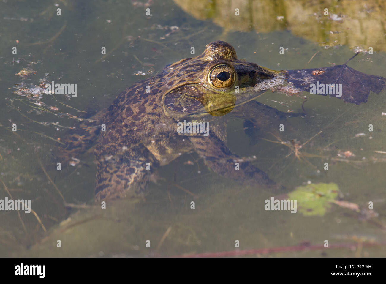 Maschio di American Bullfrog, (Lithobates catesbeianus). Gestione della fauna selvatica stagni a Tingley Beach, Albuquerque, Nuovo Messico, Stati Uniti d'America. Foto Stock