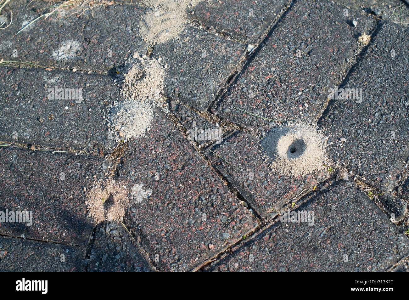 Tumuli di sabbia realizzato da formiche tra i mattoni di un percorso da giardino Foto Stock