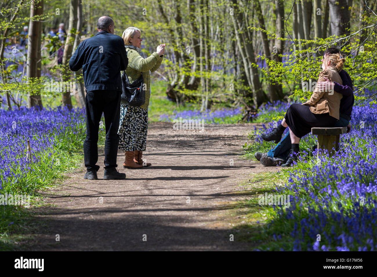 Le persone che si godono il sole primaverile a Kent bluebell legno, Kent, Inghilterra, Regno Unito. Foto Stock