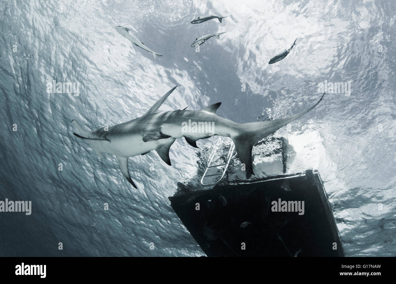 Grande Squalo Martello nuoto passato platform Foto Stock