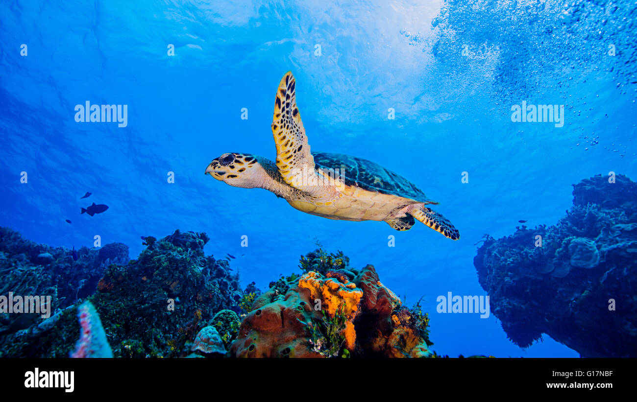 Tartaruga embricata nuoto su corallo, Cozumel Foto Stock