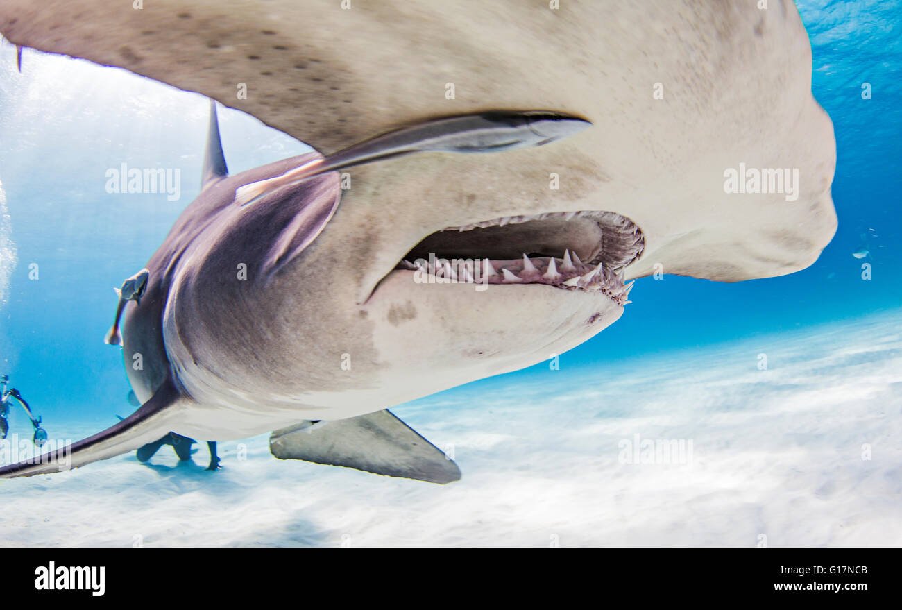 Grandi squali martello con i subacquei in background Foto Stock