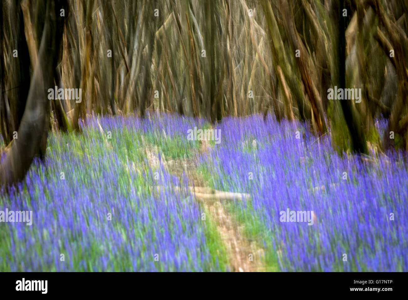 Vista impressionista della molla bluebells in un legno di Kent, England, Regno Unito Foto Stock