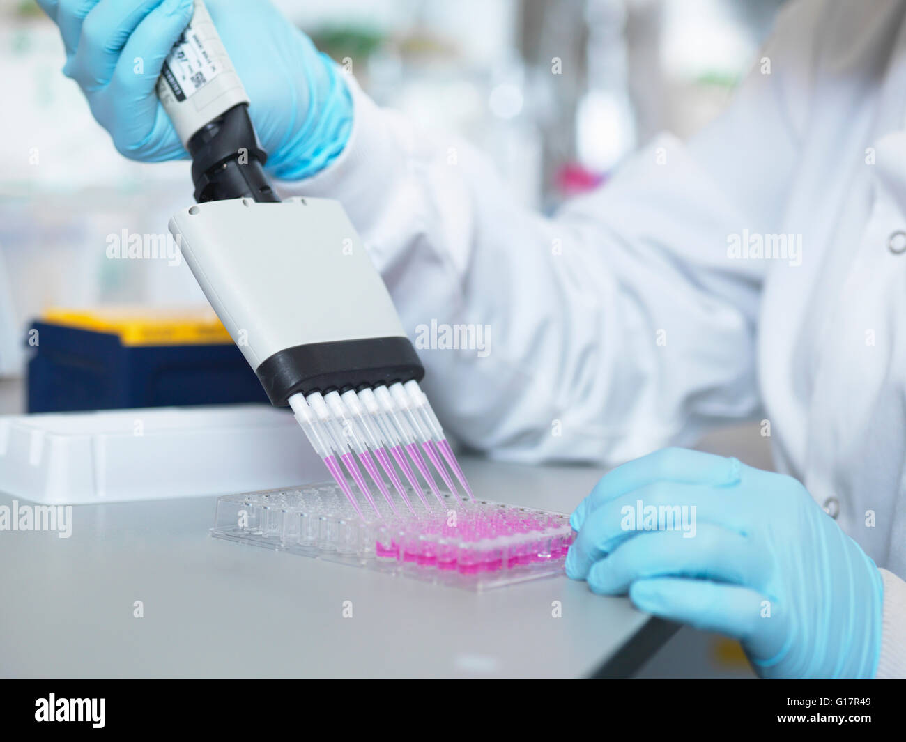 Scienziato usando pipette multicanale per riempire la piastra multipozzetto per analisi di anticorpi mediante saggio ELISA, Jenner Institute dell'Università di Oxford Foto Stock