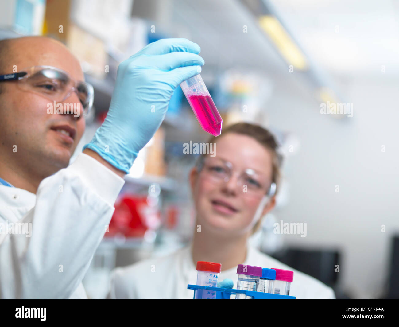 Gli scienziati preparare i supporti per il parassita di cultura in laboratorio, Jenner Institute dell'Università di Oxford Foto Stock