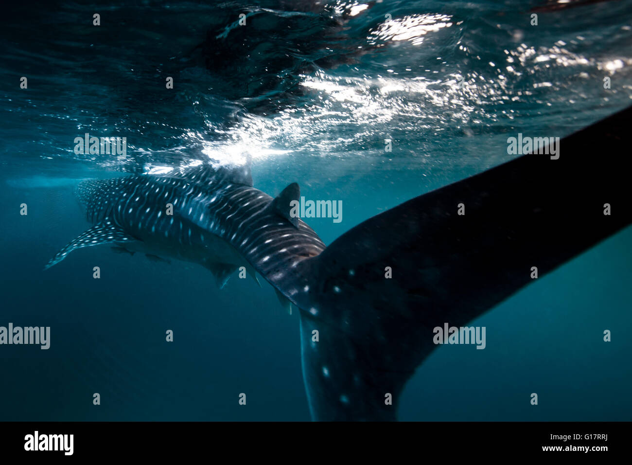 Squalo balena (Rhincodon typus) nuoto in acque profonde off Malapascua Island, Cebu, Filippine Foto Stock