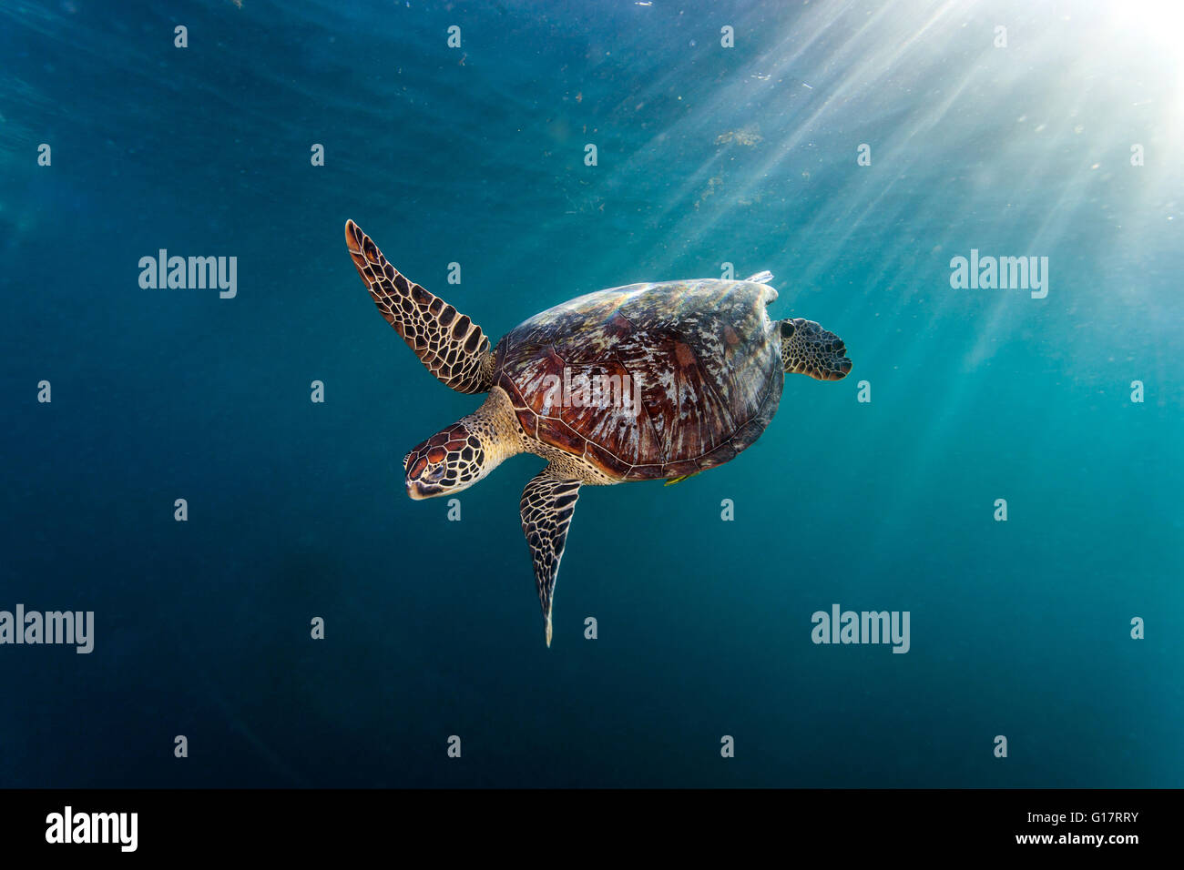 Rara tartaruga verde (Chelonia Mydas), il nuoto in mare aperto,, Cebu, Filippine Foto Stock