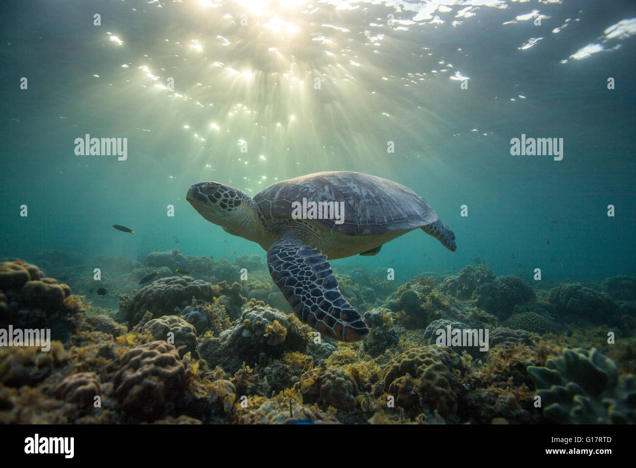 Rara tartaruga verde (Chelonia Mydas), il nuoto in mare aperto,, Cebu, Filippine Foto Stock