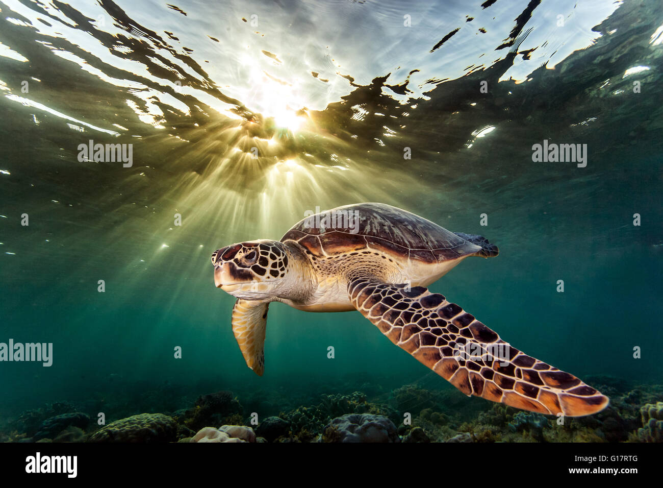 Rara tartaruga verde (Chelonia Mydas), il nuoto in mare aperto,, Cebu, Filippine Foto Stock