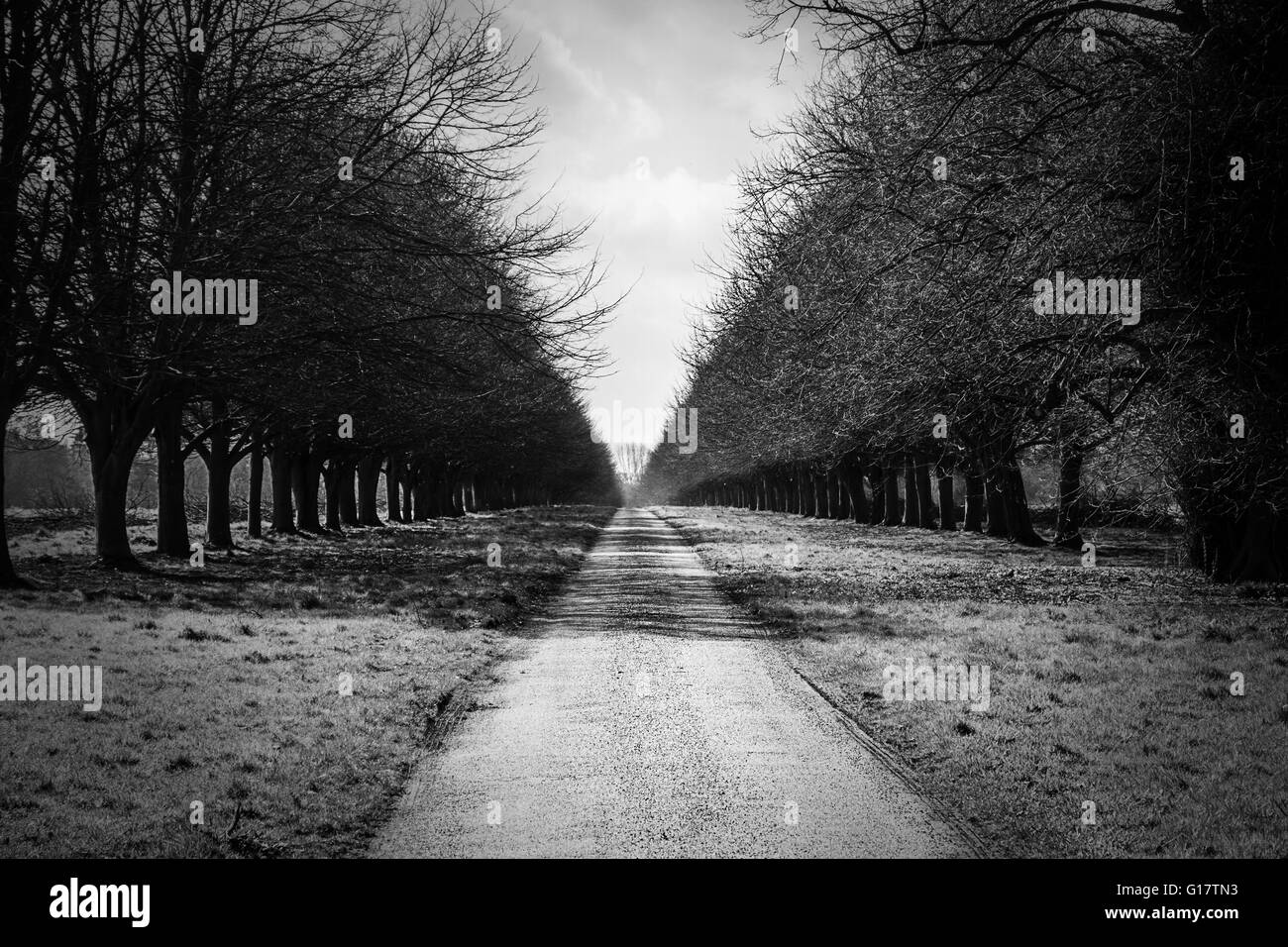 Linee principali al centro di un'immagine. Alberi, arbusti, la strada e il cielo allineati simmetricamente in modo da creare un pattern. Foto Stock