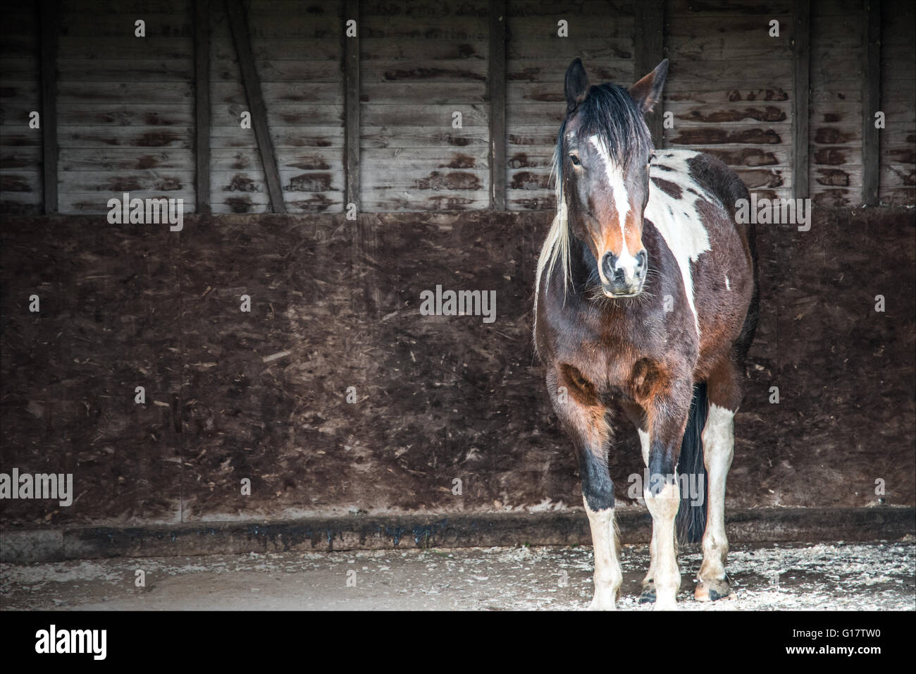 Un cavallo in piedi nel suo rifugio. Foto Stock