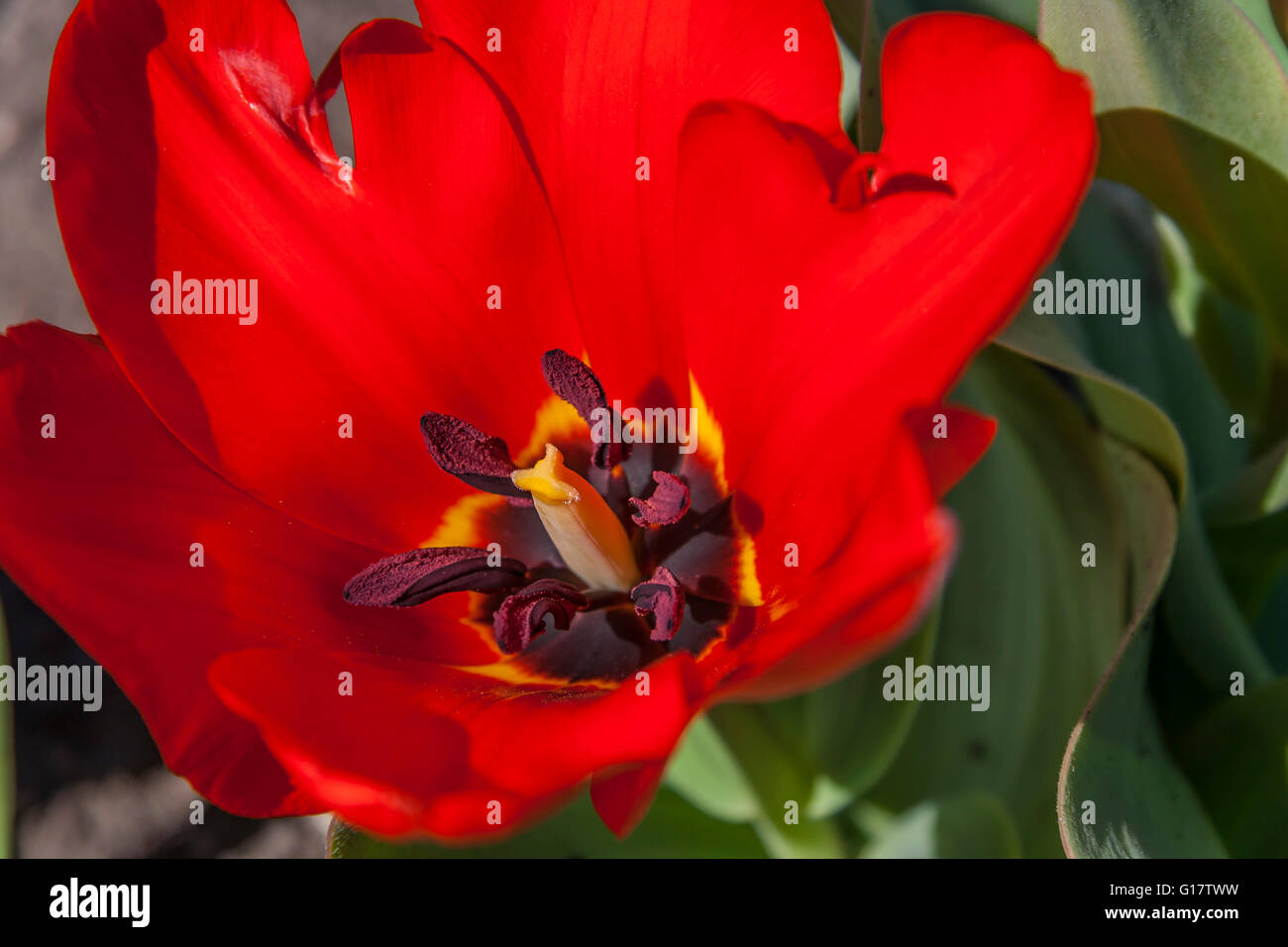 Red Tulip Close-Up Foto Stock