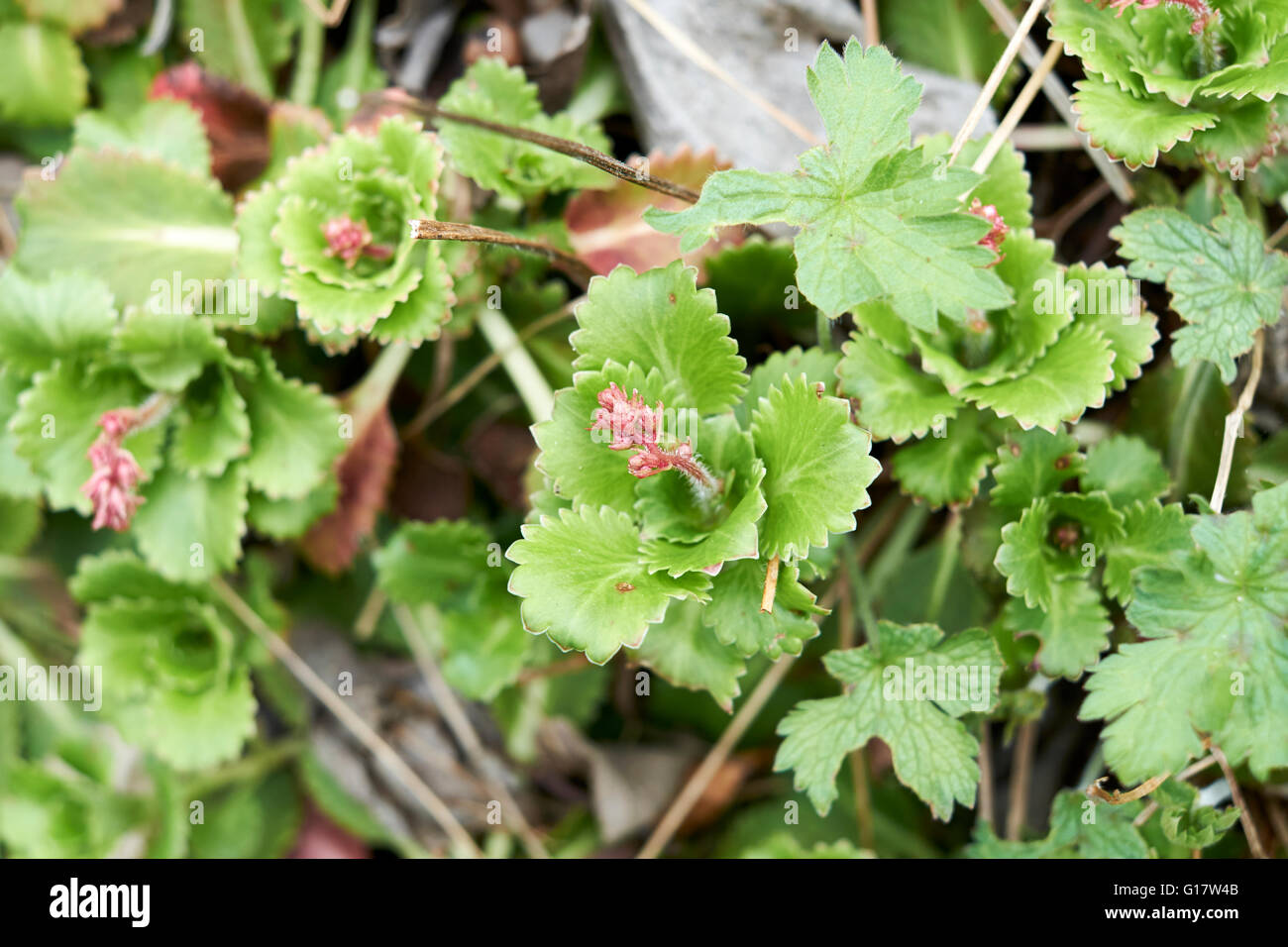 Alpine Sedum piante che crescono in un giardino aiuola. Molla. Regno Unito. Foto Stock